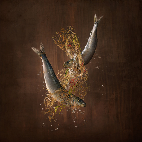 Photograph Wesley Dombrecht Sardines on One Eyeland